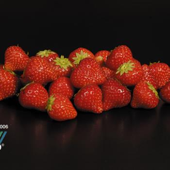 Erdbeeren 10x250g